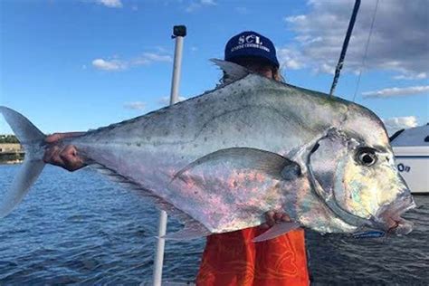 10 Different Types Of Trevally .